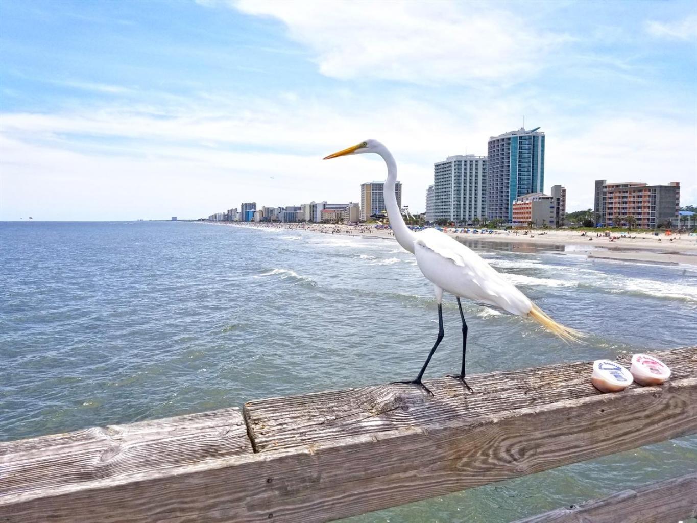 New Amazing Corneramazing Views Honeymoon Suite! Myrtle Beach Zewnętrze zdjęcie